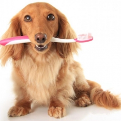 Is Your Dog Suffering From Dental Issues?